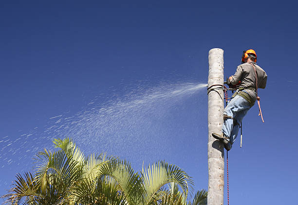 Best Leaf Removal  in Sweetwater, TN