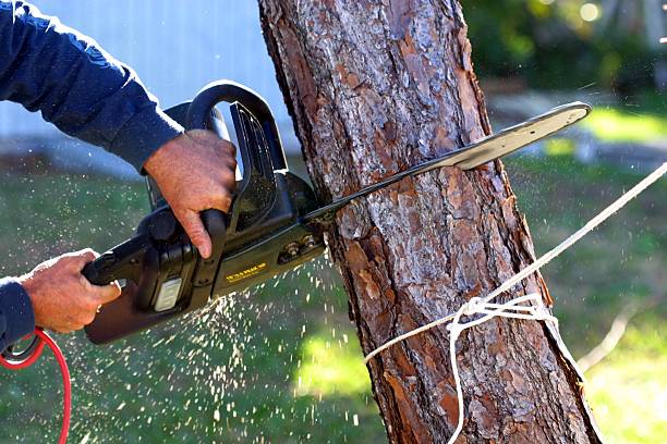 Best Tree Disease Treatment  in Sweetwater, TN