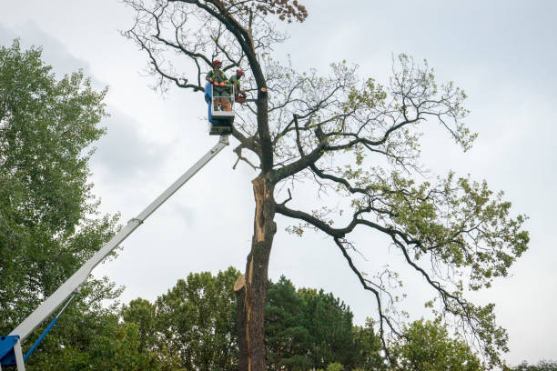 Best Arborist Consultation Services  in Sweetwater, TN