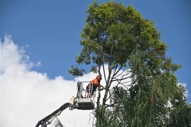 Best Residential Tree Removal  in Sweetwater, TN